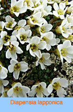 Diapensia lapponica