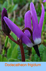 Dodecatheon frigidum