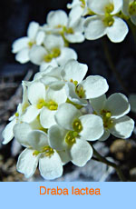 Draba Lactea