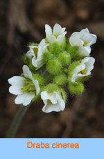 Draba cinerea