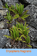 Dryopteris fragrans