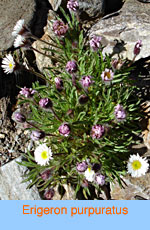 Erigeron purpuratus