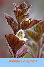 Euphrasia disjuncta