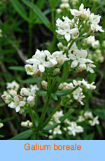 Galium boreale