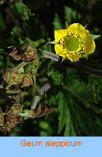 Geum aleppicum