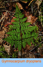 Gymnocarpium dryopteris