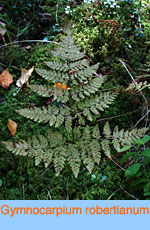 Gymnocarpium robertianum