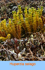 Huperzia selago