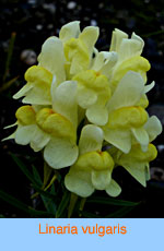 Linaria vulgaris