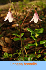 Linnaea borealis