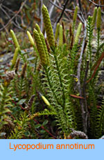 Lycopodium annotinum