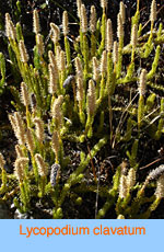 Lycopodium clavatum