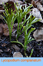 Lycopodium complanatum