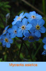 Myosotis asiatica