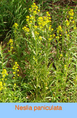 Neslia paniculata