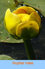 Nuphar lutea