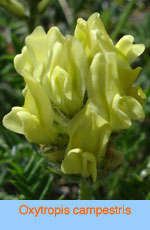 Oxytropis campestris