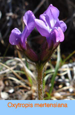 Oxytropis mertensiana