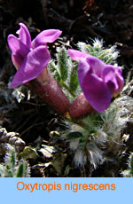 Oxytropis nigrescens