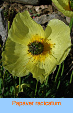 Papaver radicatum