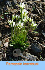 Parnassia kotzebuei