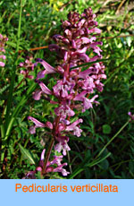 Pedicularis verticillata