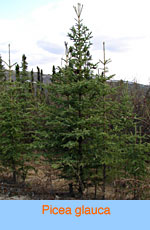 Picea glauca