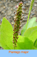 Plantago major