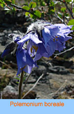 Polemonium boreale