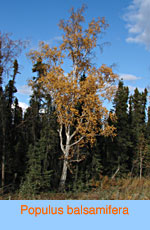 Populus balsamifera