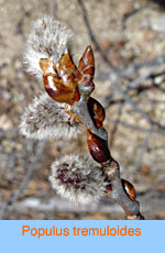 Populus tremuloides