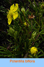 Potentilla biflora