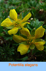 Potentilla elegans