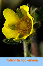 Potentilla hookeriana