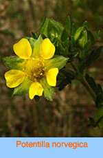 Potentilla norvegica