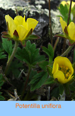 Potentilla uniflora