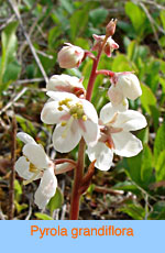 Pyrola grandiflora