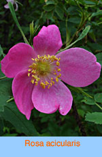 Rosa acicularis