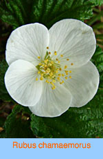 Rubus chamaemorus