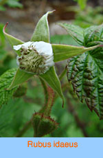 Rubus idaeus