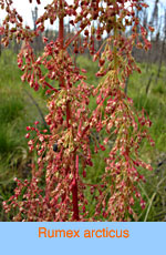 Rumex arcticus