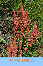 Rumex sibiricus