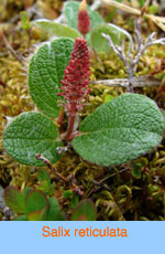 Salix reticulata