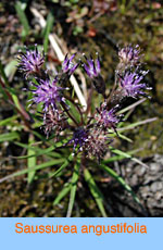 Saussurea angustifolia