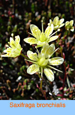 Saxifraga bronchialis