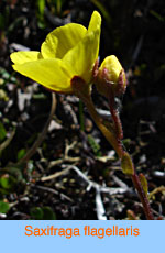 Saxifraga flagellaris