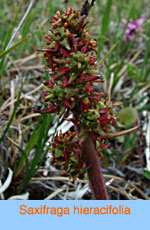 Saxifraga hieracifolia