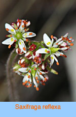 Saxifraga reflexa