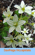 Saxifraga tricuspidata