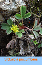 Sibbaldia procumbens